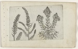 Tamarisk en vlasbekje ユリを知る（連載タイトル） 作： Crispijn van de Passe (I) (attributed to)