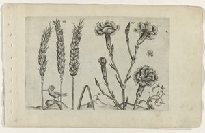 Tarwe en tuinanjer ユリを知る（連載タイトル） 作： Crispijn van de Passe (I) (attributed to)