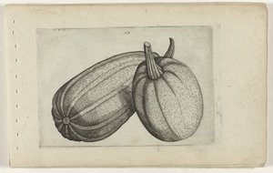2 つのメロン ユリを知る（連載タイトル） 作： Crispijn van de Passe (I) (attributed to)