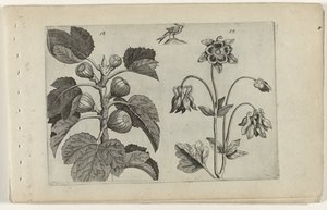 イチジクの木と野生のオダマキ Cognoscite lilia (シリーズタイトル) 作： Crispijn van de Passe (I) (attributed to)