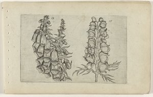 ジギタリスとブルートリカブト Cognoscite lilia (シリーズタイトル) 作： Crispijn van de Passe (I) (attributed to)