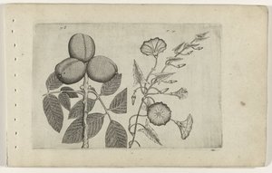 Walnootboom en akkerwinde ユリを知る（連載タイトル） 作： Crispijn van de Passe (I) (attributed to)