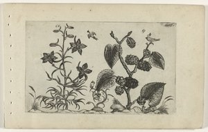 野生のラークスパーと黒桑の実 Cognoscite lilia (シリーズタイトル) 作： Crispijn van de Passe (I) (attributed to)