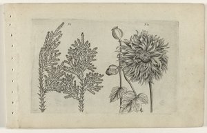セブンツリーとスリーピンググローブ Cognoscite lilia (シリーズタイトル) 作： Crispijn van de Passe (I) (attributed to)
