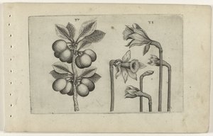 Zure kers en wilde narcissus ユリを知る（連載タイトル） 作： Crispijn van de Passe (I) (attributed to)