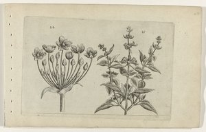 白鳥の花と小花のセージ Cognoscite lilia (シリーズタイトル) 作： Crispijn van de Passe (I) (attributed to)