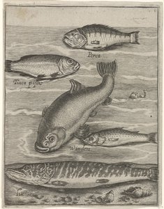 Studieblad と vijf vissen の出会い お魚ライブアイコン（連載タイトル） 作： Crispijn van de Passe (I)