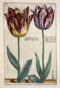 Tulipa Adriani BilsiとTulipa Nob viri Johan a Seulen、「Hortus Floridus」から出版、c.1614（手描きの彫刻） 作： Crispin  Passe