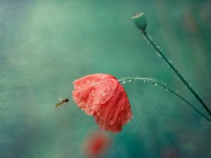 ポピーの花とハナアブ 作： 