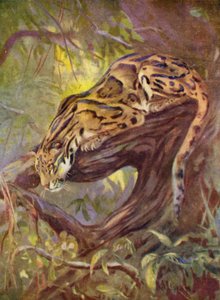 動物園で: ウンピョウ (カラーリソ) 作： Cuthbert Edmund Swan