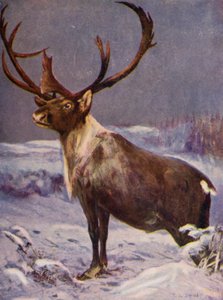 動物園で: トナカイ (カラーリソ) 作： Cuthbert Edmund Swan