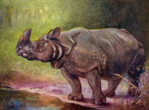 動物園で: サイ (カラー リソ) 作： Cuthbert Edmund Swan