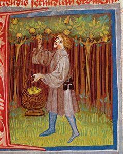 仕事から果物を選ぶ、RuraliumはPietro Crescenzi（1230-1321） 作： Czech School