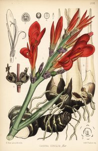インディアン ショット、アキラまたはミール、カンナ インディカ (カンナ edulis)。 Robert Bentley and Henry Trimen