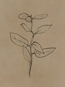 ユーカリの苗木