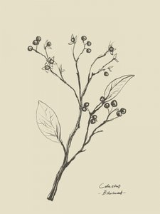  作： Dan Hobday