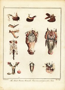 馬の解剖学. 1792年（彫刻） 作： Daniel (after) Dodd