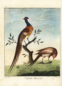 イギリスのキジ、オスとメス。 1792年（彫刻） 作： Daniel (after) Dodd