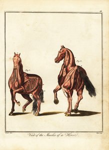 馬の筋肉. 1792年（彫刻） 作： Daniel (after) Dodd