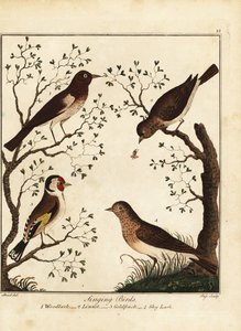 鳴き鳥：ウッドラーク、リンネット、ゴシキヒワ、スカイラーク。 1792年（彫刻） 作： Daniel (after) Dodd