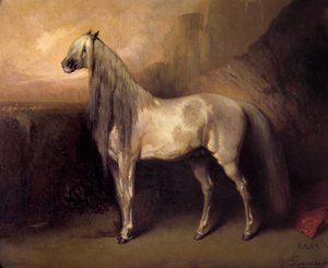 オマール公アンリ・ドルレアン将軍 (1822-1897) によるアラブ馬ババ・アリ ダニエル・ケイシー (? -1885) による絵画 1852 日。 0,49x0,6 m シャンティリー、コンデ美術館 作： Daniel Casey