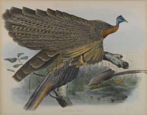 Argusianus Grayii（カラーリトグラフ 作： Daniel Giraud and Gould John Elliott
