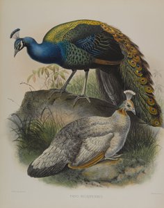 Pavo Nigripennis - Black Shouldered Pea Fowl (カラーリトグラフ) 作： Daniel Giraud and Gould John Elliott