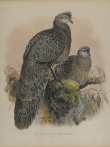 Polyplectron Tibetanum（カラーリトグラフ 作： Daniel Giraud and Gould John Elliott