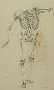 スケルトン研究、c.1848（板紙に取り付けられた黄褐色の紙にチョークとクレヨン） 作： Daniel Huntington