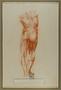Écorché（筋肉の図の研究）、c.1848（紙にチョークとグラファイト） 作： Daniel Huntington