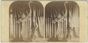 ジュリアス・フォン・ハーストとモア、カンタベリー博物館、1867年（アルバム印刷） 作： Daniel Louis Mundy