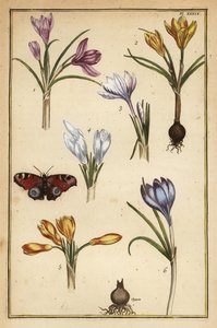 春のクロッカス（Crocus vernus）とヨーロッパクジャクチョウ（Aglais io