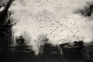  作： Daniela Riegler