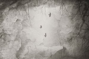  作： Daniela Riegler