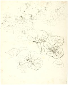 葉の研究 作： Dankvart Dreyer
