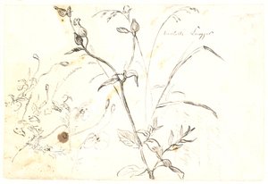 植物研究 作： Dankvart Dreyer