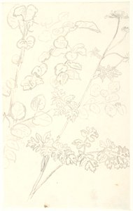 植物研究 作： Dankvart Dreyer