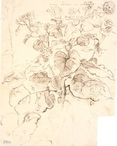 植物研究 作： Dankvart Dreyer