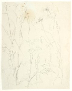 植物研究 作： Dankvart Dreyer
