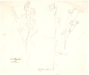 植物研究 作： Dankvart Dreyer
