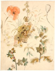 さまざまな花の研究。 ポピー 作： Dankvart Dreyer
