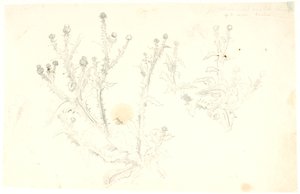 アザミの研究 作： Dankvart Dreyer