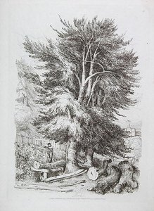 ブナなし。 18、若い初心者のためのランドスケープのプログレッシブレッスンからのイラスト、1816（ソフトグラウンドエッチング） 作： David Cox