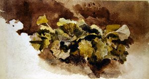 Dock Leaves（水彩・紙）