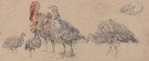 七面鳥の研究 作： David Cox
