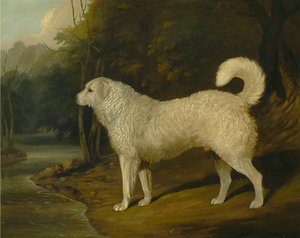 犬の肖像、ロス 作： David Dalby of York