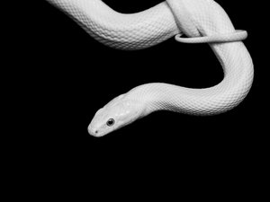 アルビノのヘビの肖像画