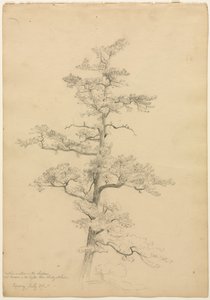 松の木、コンウェイ、ニューハンプシャー州直轄、c。 1851年。 作： David Johnson