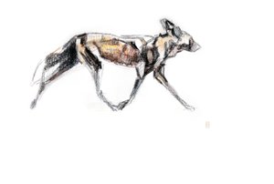 走っているアフリカの野生の犬、2020年（紙にクレヨンと水彩） 作： David Mayer