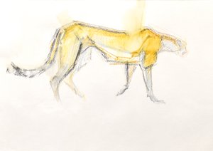 チーター、2020年（紙にクレヨン） 作： David Mayer
